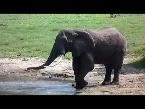 Elephant drinking water from lake