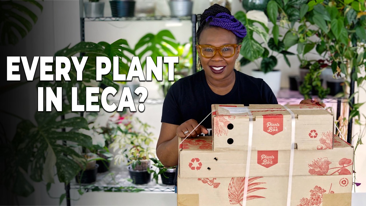 Can Every Plant Go Into Semi Hydroponics? | Plants in a Box Mystery Box Unboxing