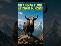 Un yak cloné pour nourrir la planète