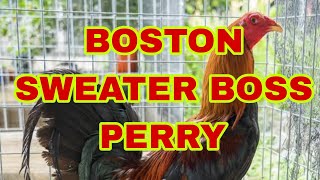 Boston sweater boss perry