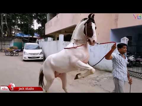 lilan-singare-lilan-singare-superhit-song-by-sohan-lal-leelan-shingare