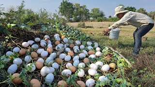 Wow Wow! A farmer picks a lot of duck eggs and grass by the side of the road