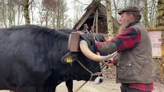 Dierenverzorger Fokko Met Ossen Isaac En James