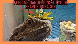 Tips for Feeding Dandelions to Your Bearded Dragon SAFE
