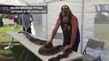Python hunter broke the record with his catch in the Everglades