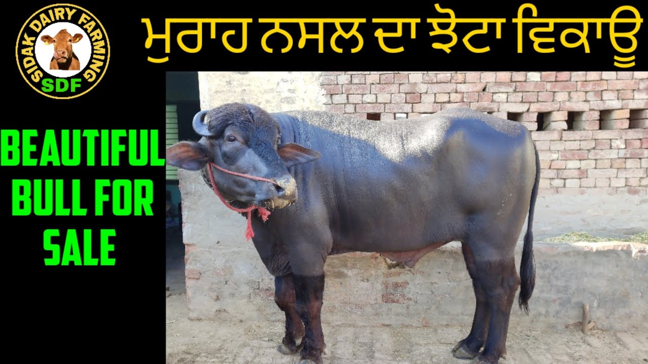 Beautiful murrah bull for sale, ਬਹੁਤ ਸੋਹਣਾ ਮੁਰਾਹ ਨਸਲ ਦਾ ਝੋਟਾ ਵਿਕਾਊ