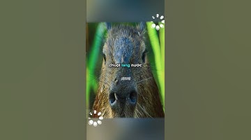 Sự tồn tại đỉnh cao nhất trong rừng rậm Amazon! #shorts #khamphavohan