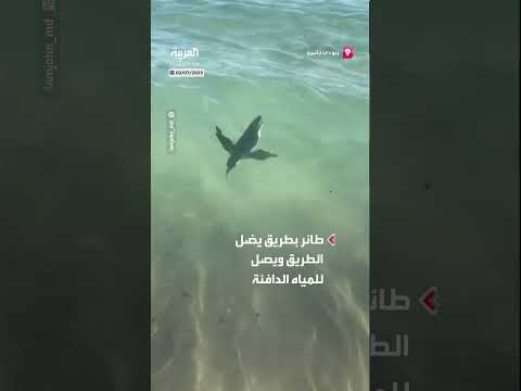 بطريق يضل طريقه ويثير دهشة رواد شاطئ ريو دي جانيرو