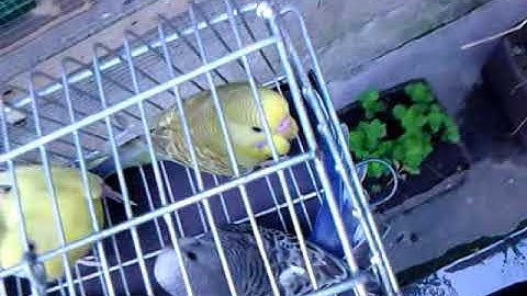 Releasing Baby Budgies To Mini Aviary Part 1