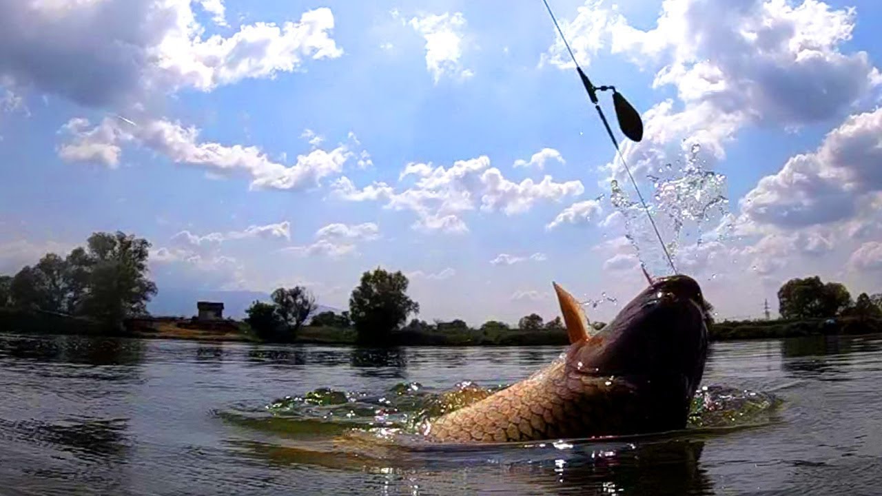 Повърхностни шарани - част 1