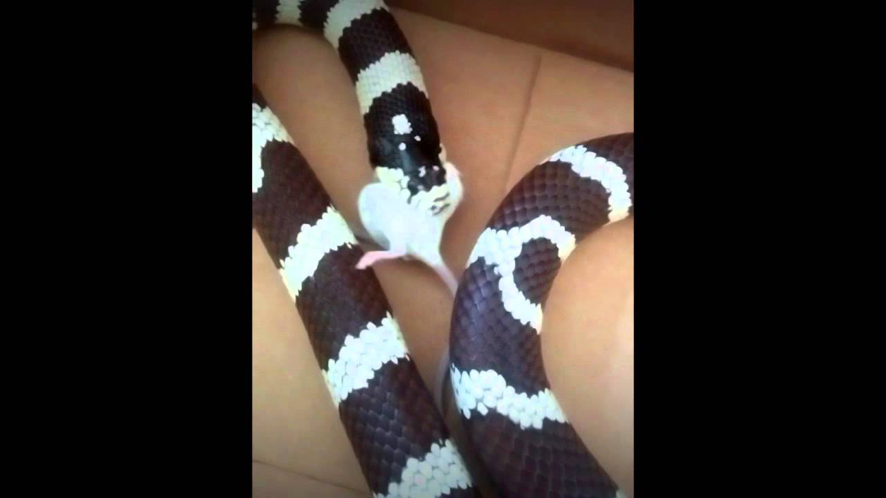 camera iphone 8 plus apk California king snake
