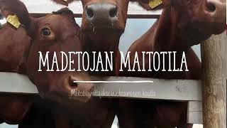 Maitoyrittäjänä vuokranavetassa webinaaritallenne