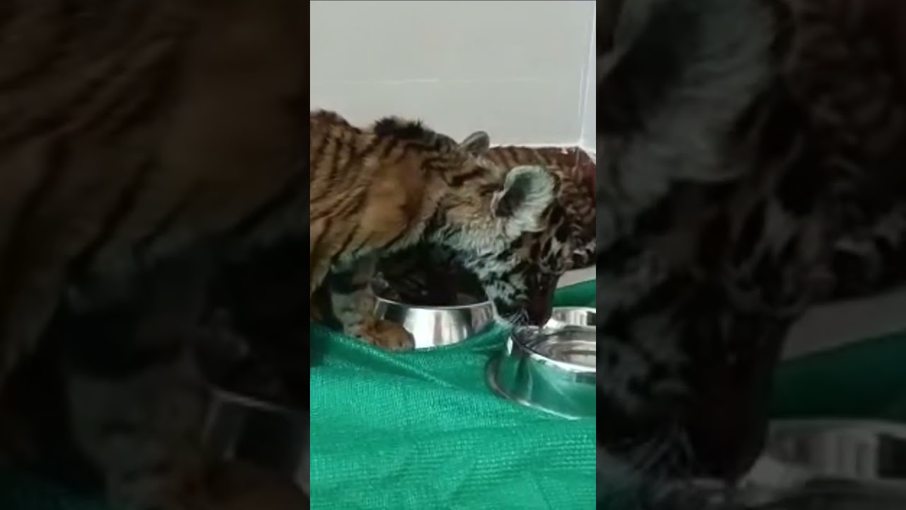 Tiger cubs rescue in Nallamalla jungle , Andhra pradesh 