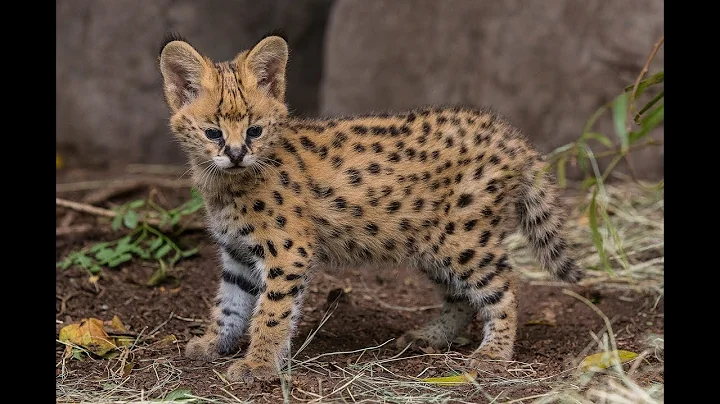 Watch the video about Cute Serval Kitten