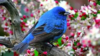 Mini Mini Bir Kuş Şarkısı