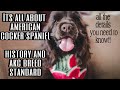 American Cocker Spaniel Official Breed Standard ( AKC ) の動画、YouTube動画。