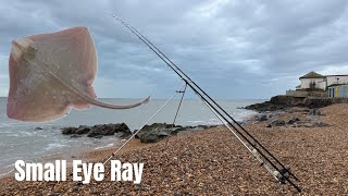 How to catch Small Eye Ray