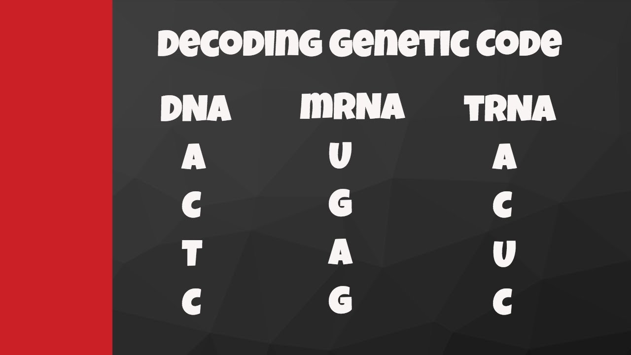 how-to-write-mrna-sequence-from