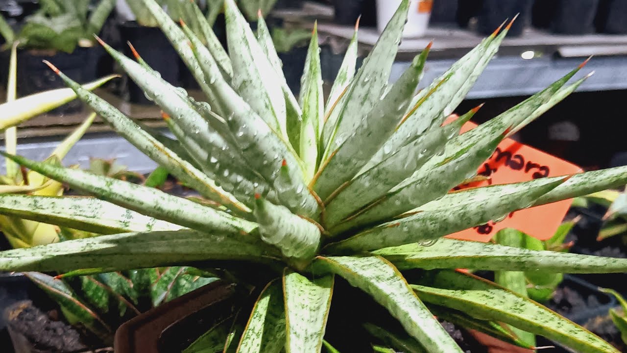 Budi Nursery sedang live sekarang!,live sale sansevieria #sansevieria #live #Budinursery