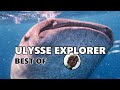 Baleine, requin baleine Nosy Be - Best of 2017