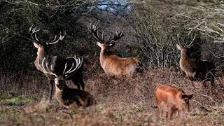 Red Stags with Tamworth Pigs