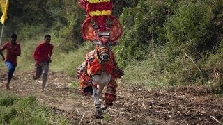 Brahmanda 100 Hallikar Bull Running Scenes, Hori Habba Jallikattu
