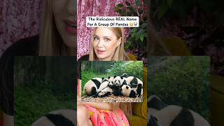 What a group of pandas is actually called #shorts