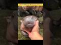 ऐसे जानवरों के बच्चे जो किसी हैवान से कम नहीं होते 💀 | Baby Animals That Grow Into Monsters 😱