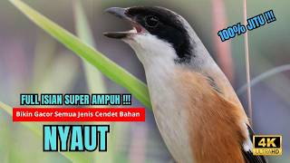 Cendet Gacor BONGKAR ISIAN PANCINGAN HANDAL CENDET AGAR BUNYI bikin BURUNG CENDET GACOR AKTIF