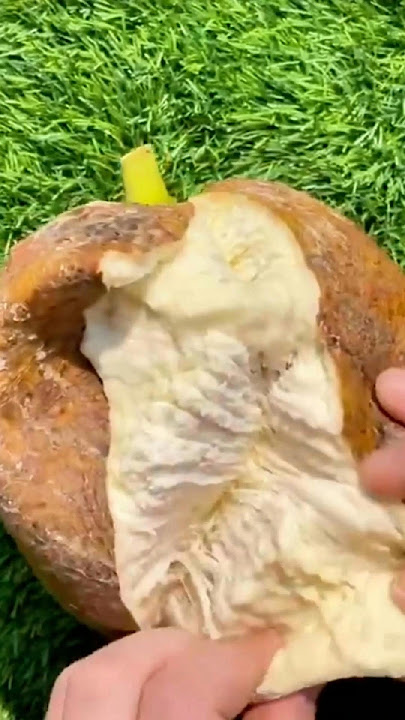 Mau Diet Coba Buah Sukun #agriculture #fruit #sukun