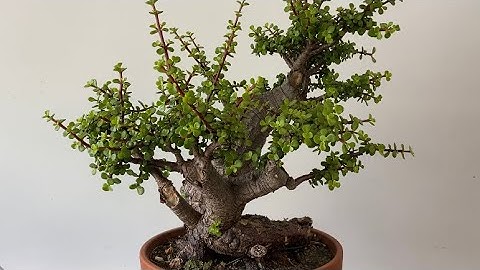 Massive, Thick Trunk Jade Bonsai gets a Prune and Maintenance 
