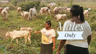 Profitable Cattle Rearing Business In Ghana | Frenat Farms