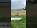 Varning för ”berusade” hjortar i Frankrike