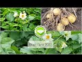 Сорт картофеля Гала урожай 2022 года поставка из Свердловской области с августа-сентября по России