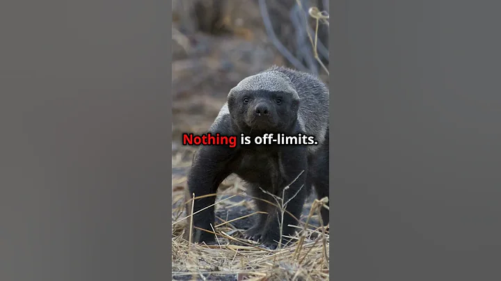 Honey Badger The Fearless Beast of Nature #facts #animalfacts #animals #foryou #foryoupage