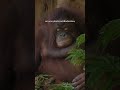 Los orangutanes tienen un bebé cada siete u ocho años.