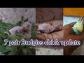 Breeding love birds revealed | Pot checking & chicks update
