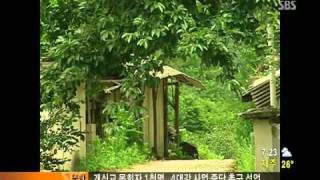 20100727 여름철 말벌 주의보(SBS아침뉴스).avi