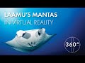 Maldives Manta Rays | 360° Virtual Reality