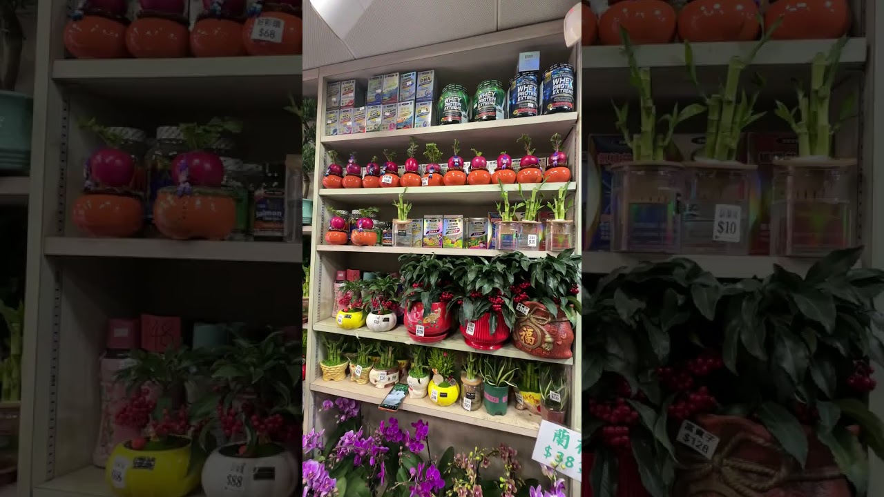 9/1 Shek Tong Tsui 蔚蘭園 Flower Shop 介紹 Part1