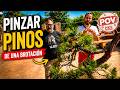 Cómo pinzar pinos de una sola brotación según Japón | PINUS PINEA &amp; PARVIFLORA