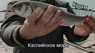 Рыбалка.Каспийское море.Кутум #рыбалка #каспийскоеморе