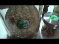 Comment conserver correctement le yerba mate