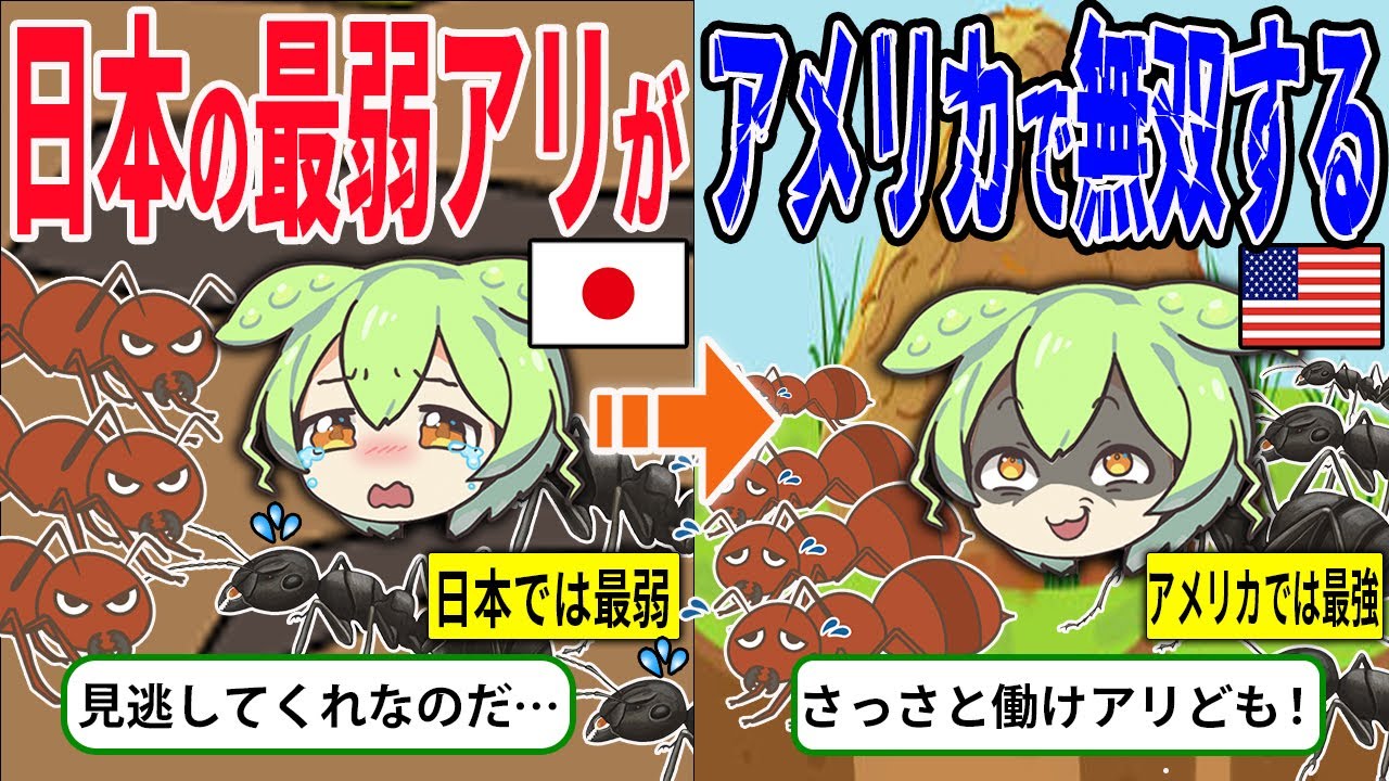 日本最弱のオオハリアリがアメリカで大暴れ！？アメリカで起こった生態の変化とは？【ずんだもん＆ゆっくり解説】