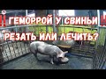 ‼️Геморрой у свиньи ‼️Резать свинью или лечить геморрой ‼️