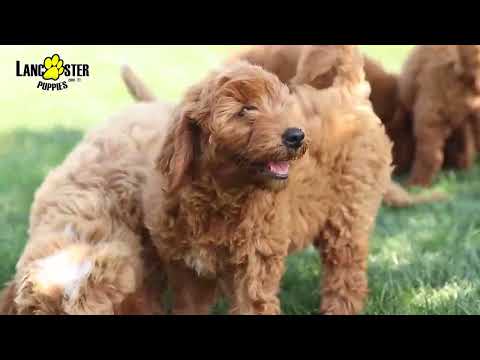 Fluffy Mini Goldendoodle Puppies