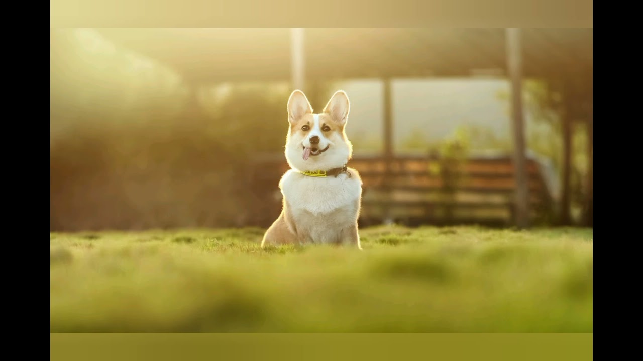 Corgi Rae Jepsen "Call Me Maybe" Parody"