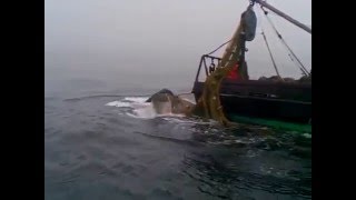 ⁣Огромный кит попался в трал!!!
