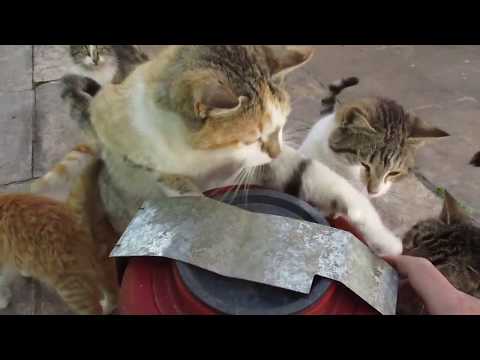 Βίντεο: Πώς να ταΐσετε τη γάτα σας; Το αιώνιο δίλημμα των ιδιοκτητών