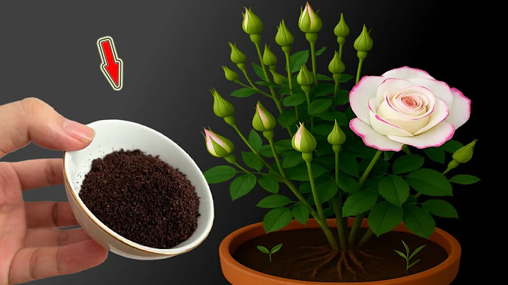 Few People Know That Roses Can Be Propagated This Way!